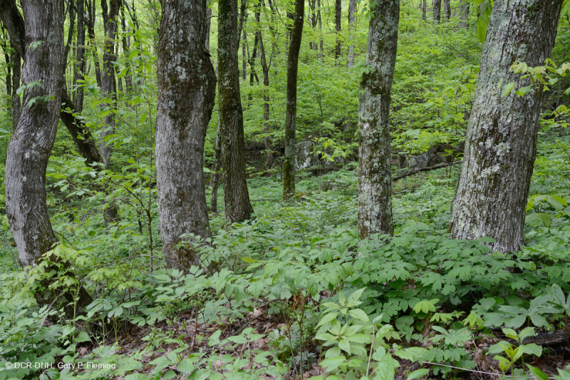 Rừng Central Appalachian Rich Cove (Loại cây thích đường - Cây bồ đề) – CEGL006237