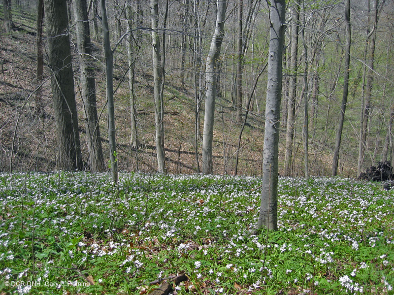 Đồng bằng ven biển / Rừng Mesic cơ bản Outer Piedmont - CEGL006055