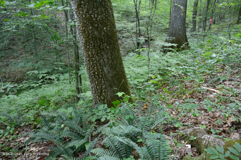 Đồng bằng ven biển / Rừng Mesic cơ bản Outer Piedmont - CEGL006055