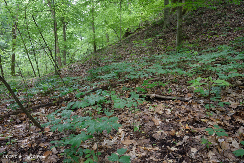 Đồng bằng ven biển / Rừng Mesic cơ bản Outer Piedmont - CEGL006055