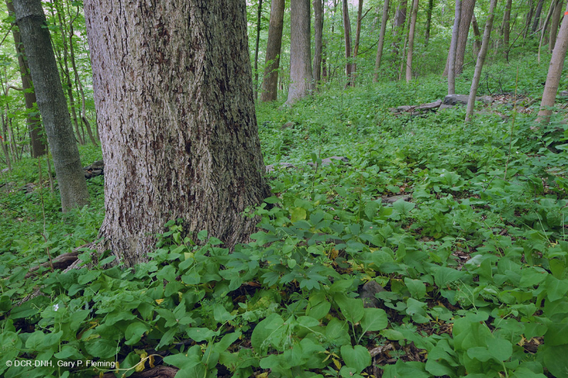 Rừng Mesic cơ bản Trung Appalachian / Piedmont (Twinleaf - Loại Blue Cohosh) - CEGL008412
