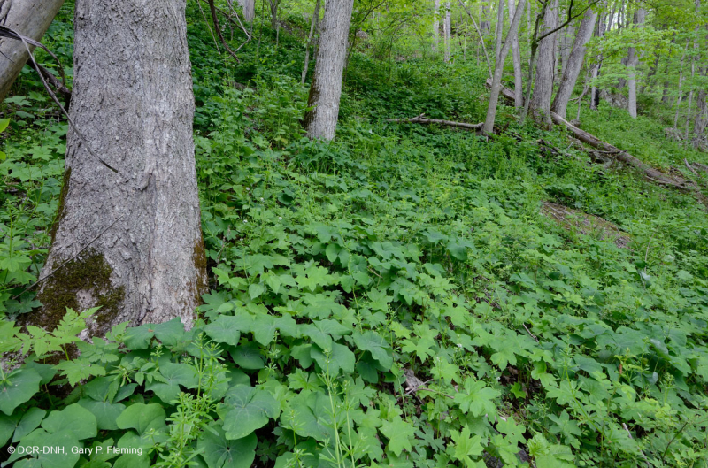 Rừng Mesic cơ bản Trung Appalachian / Piedmont (Twinleaf - Loại Blue Cohosh) - CEGL008412