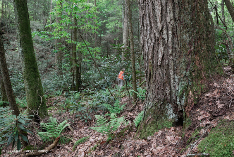 Rừng Cove có tính axit của vùng Appalachian phía Nam – CEGL007543