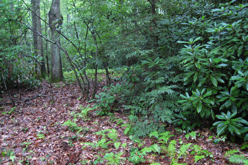 Rừng Cove có tính axit của vùng Appalachian phía Nam – CEGL007543