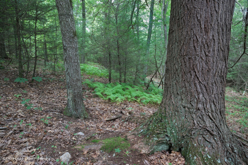 Rừng có tính axit Appalachian Trung tâm (Loại thông trắng - cây độc cần - gỗ cứng hỗn hợp) – CEGL006304