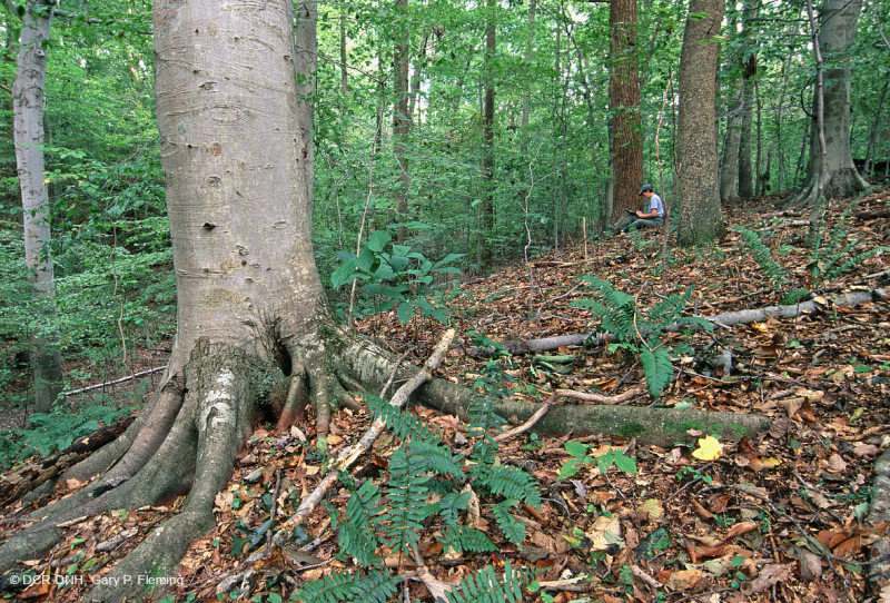 Rừng gỗ cứng hỗn hợp Mesic Piedmont / Đồng bằng ven biển phía Bắc – CEGL006075