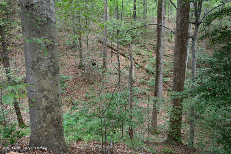 Rừng gỗ cứng hỗn hợp Mesic Piedmont / Đồng bằng ven biển phía Bắc – CEGL006075