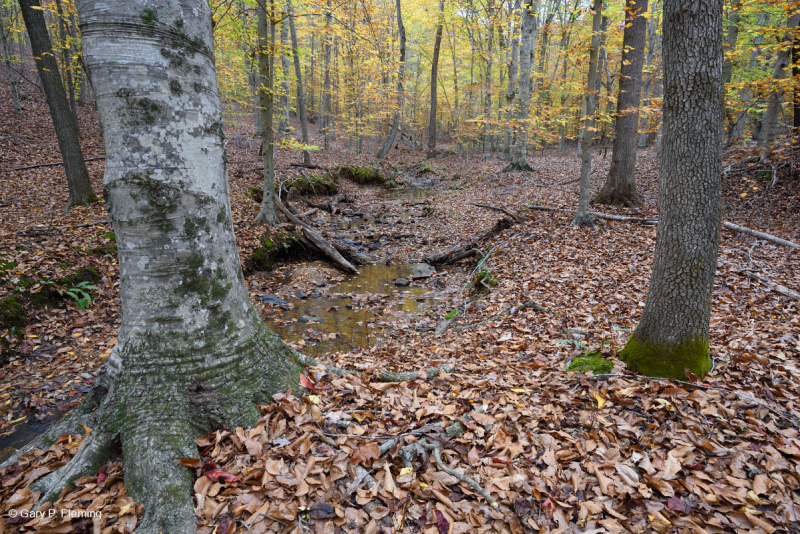 Rừng gỗ cứng hỗn hợp Mesic Piedmont / Đồng bằng ven biển phía Bắc – CEGL006075