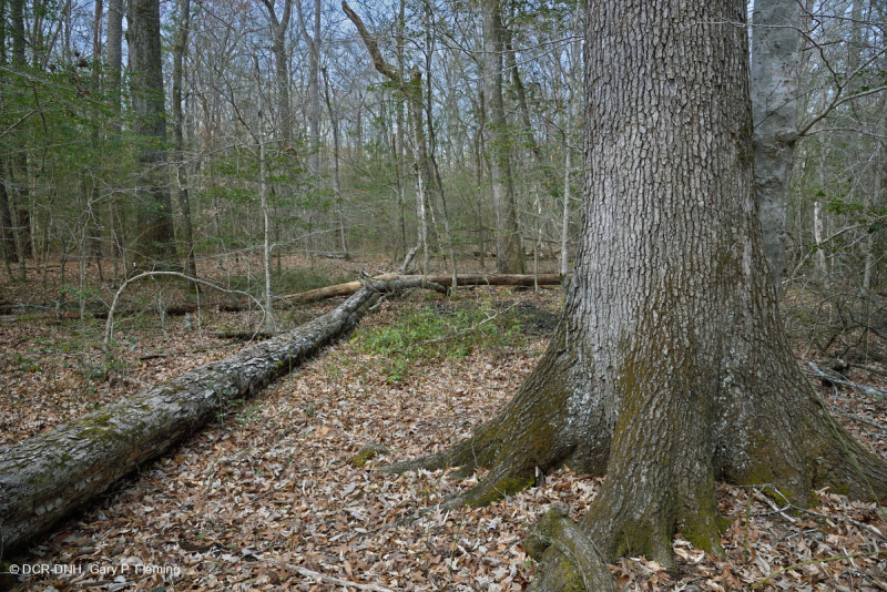 Rừng gỗ cứng hỗn hợp Mesic đồng bằng ven biển phía Nam ~ CEGL007211