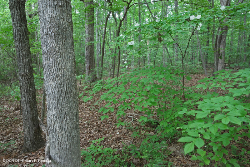 Rừng gỗ cứng hỗn hợp Mesic đồng bằng ven biển phía Nam ~ CEGL007211