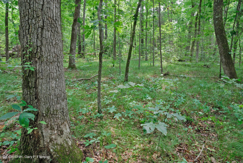 Rừng cứng Piedmont phía Nam – CEGL003714