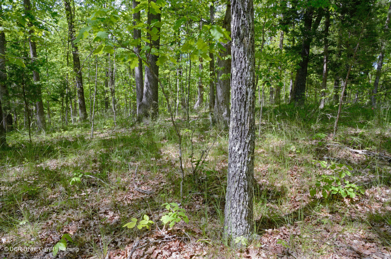 Rừng cứng Piedmont phía Nam – CEGL003714