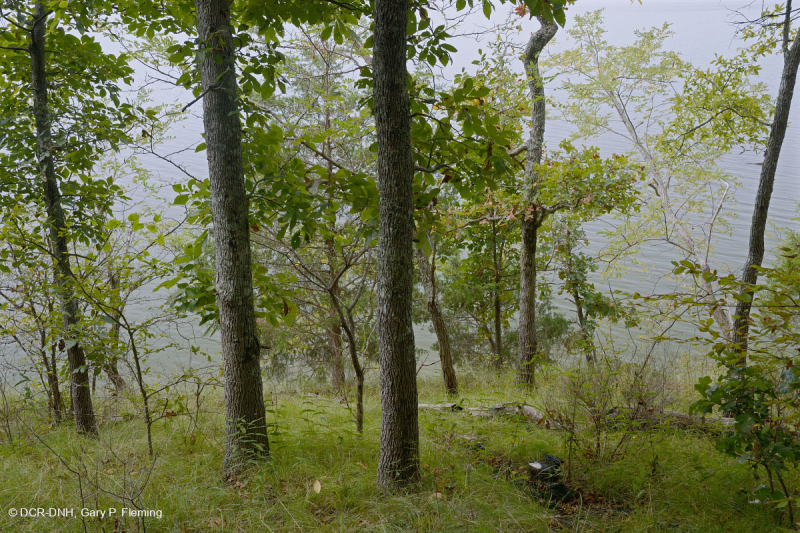 Rừng cứng Piedmont phía Nam - CEGL003714