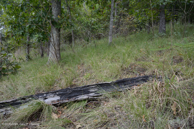 Rừng cứng Piedmont phía Nam - CEGL003714