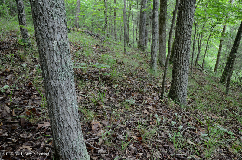 Rừng cứng Piedmont phía Nam – CEGL003714