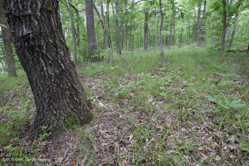 Rừng cứng Piedmont phía Nam – CEGL003714