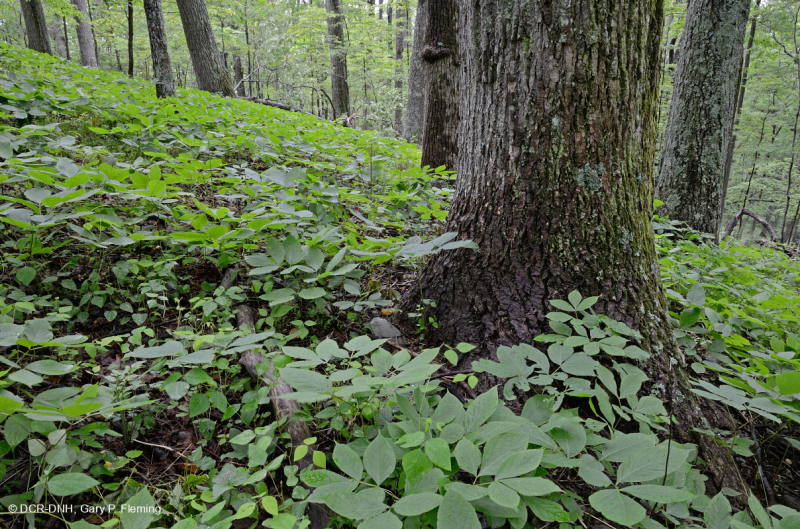 Inner Piedmont / Lower Blue Ridge Basic Oak - Rừng Hickory – CEGL008514