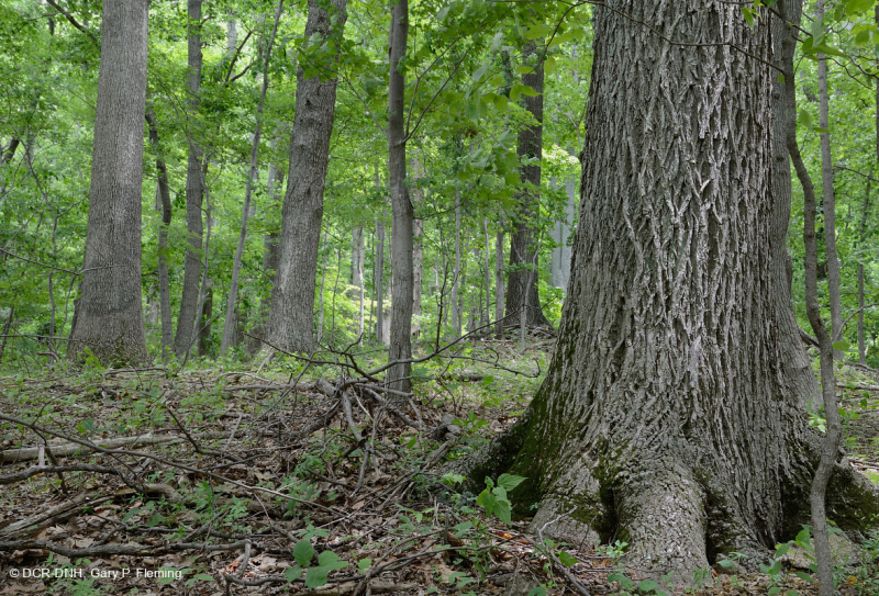 Inner Piedmont / Lower Blue Ridge Basic Oak - Rừng Hickory – CEGL008514