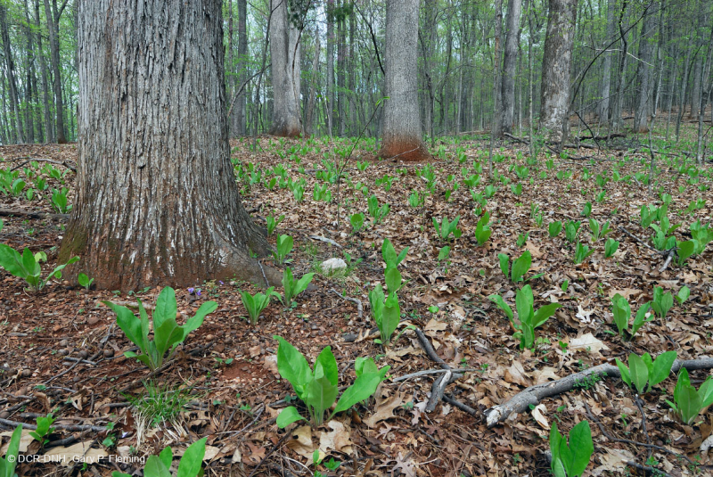 Inner Piedmont / Lower Blue Ridge Basic Oak - Rừng Hickory – CEGL008514
