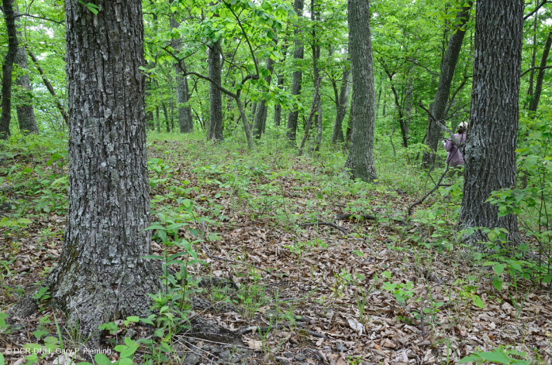 Inner Piedmont / Lower Blue Ridge Basic Oak - Rừng Hickory – CEGL008514