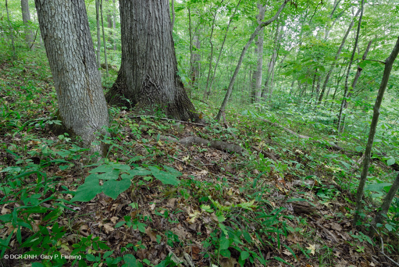 Sồi cơ bản Southern Piedmont - Rừng Hickory – CEGL007232