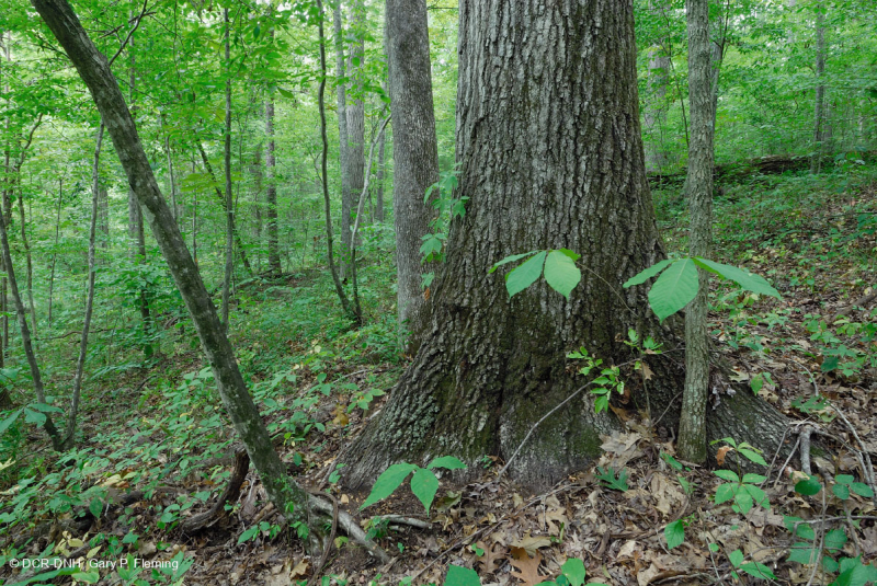 Sồi cơ bản Southern Piedmont - Rừng Hickory – CEGL007232