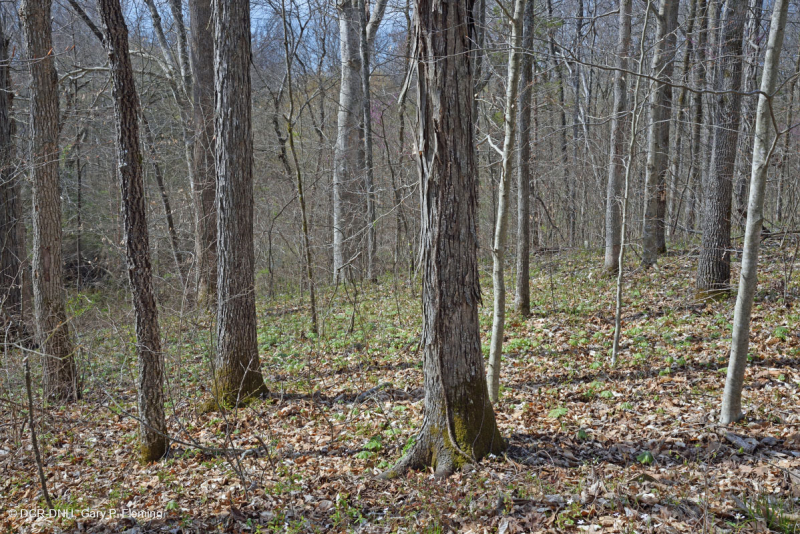 Sồi cơ bản Southern Piedmont - Rừng Hickory – CEGL007232