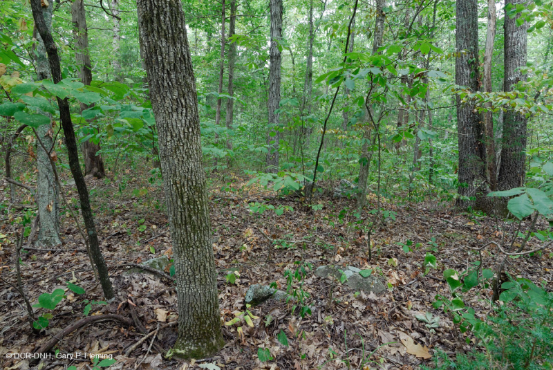 Sồi cơ bản Southern Piedmont - Rừng Hickory – CEGL007232