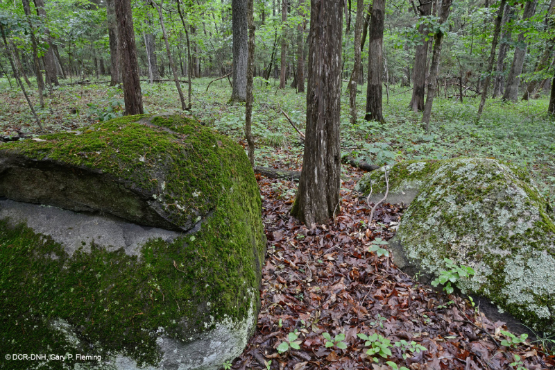 Northern Hardpan Basic Oak - Rừng Hickory – CEGL006216