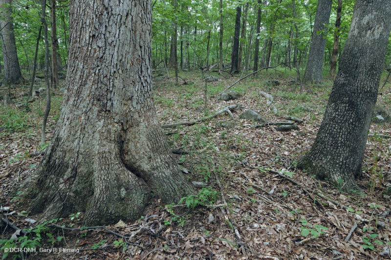 Northern Hardpan Basic Oak - Rừng Hickory – CEGL006216