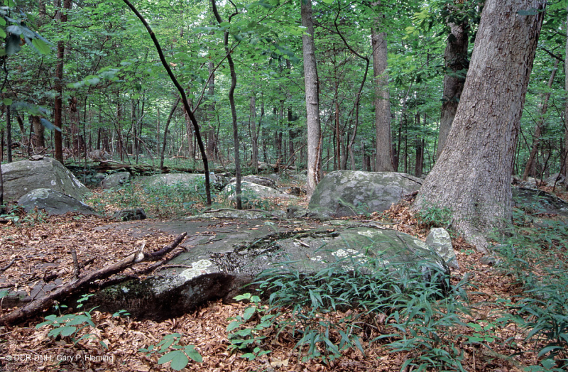 Northern Hardpan Basic Oak - Rừng Hickory – CEGL006216