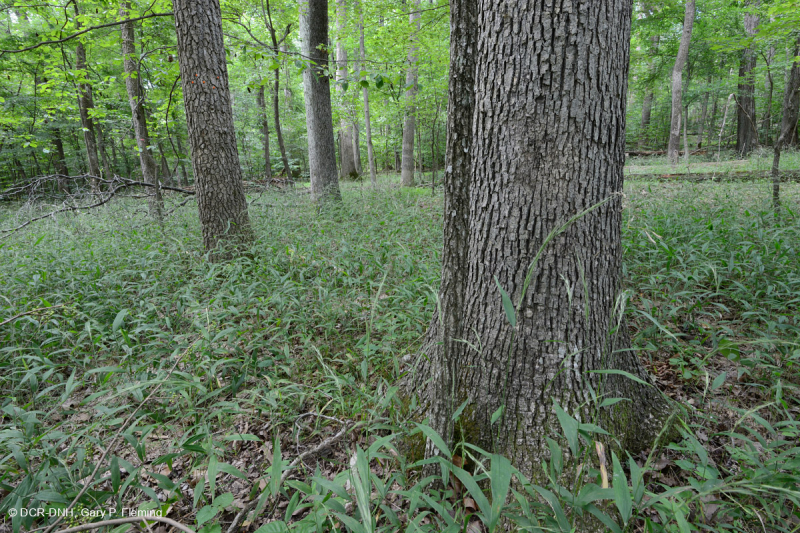 Sồi cứng cơ bản phía Bắc - Rừng Hickory - CEGL006216