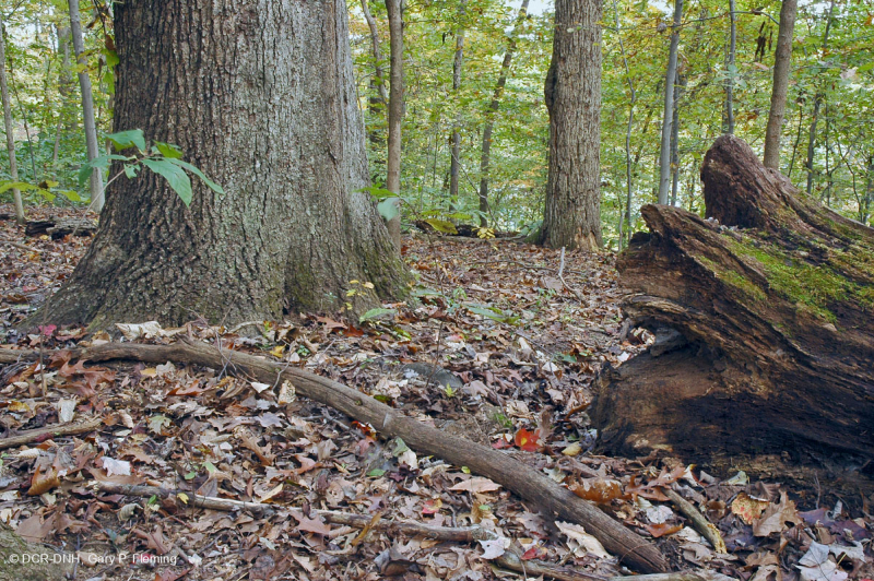 Piedmont Acidic Oak - Rừng Hickory – CEGL008475