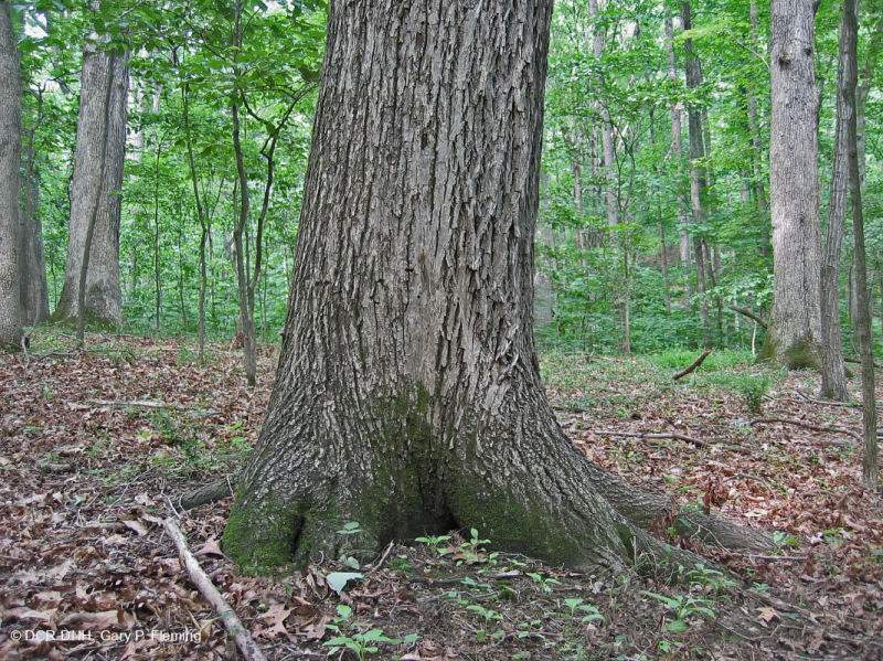 Piedmont Acidic Oak - Rừng Hickory – CEGL008475