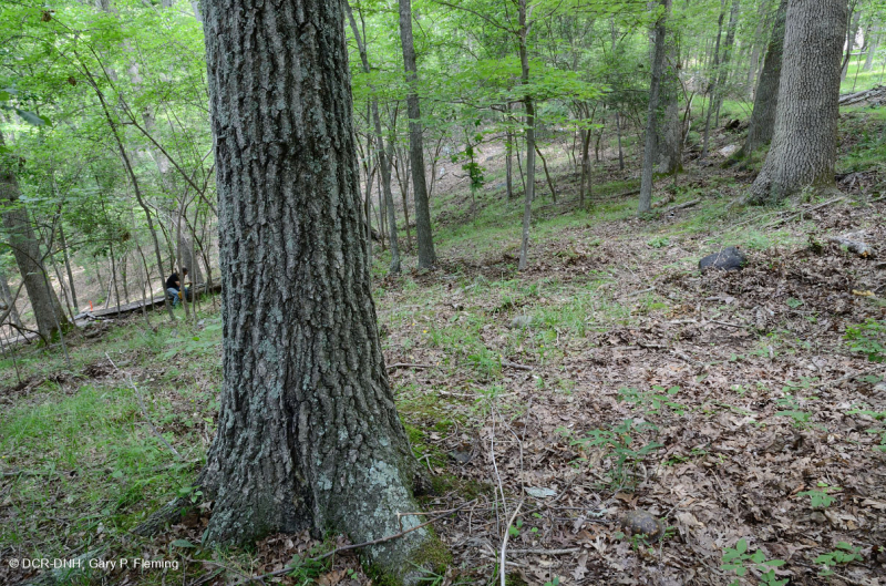 Piedmont Acidic Oak - Rừng Hickory – CEGL008475