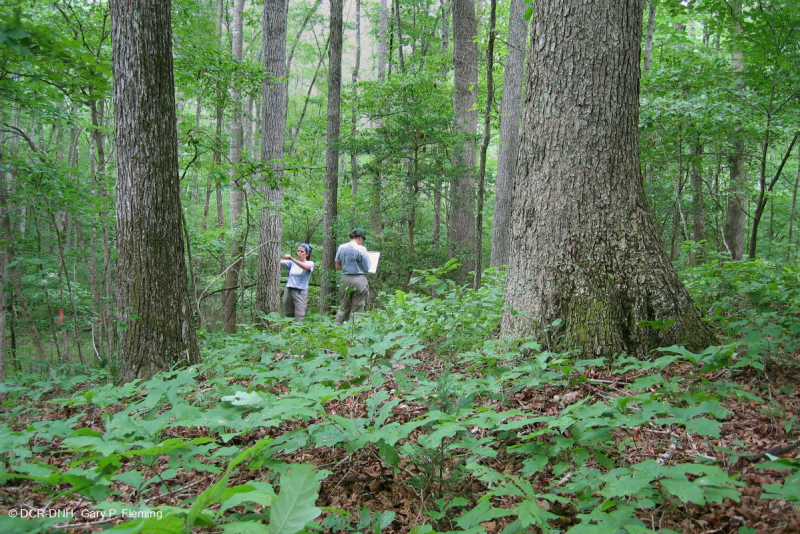 Piedmont Acidic Oak - Rừng Hickory – CEGL008475