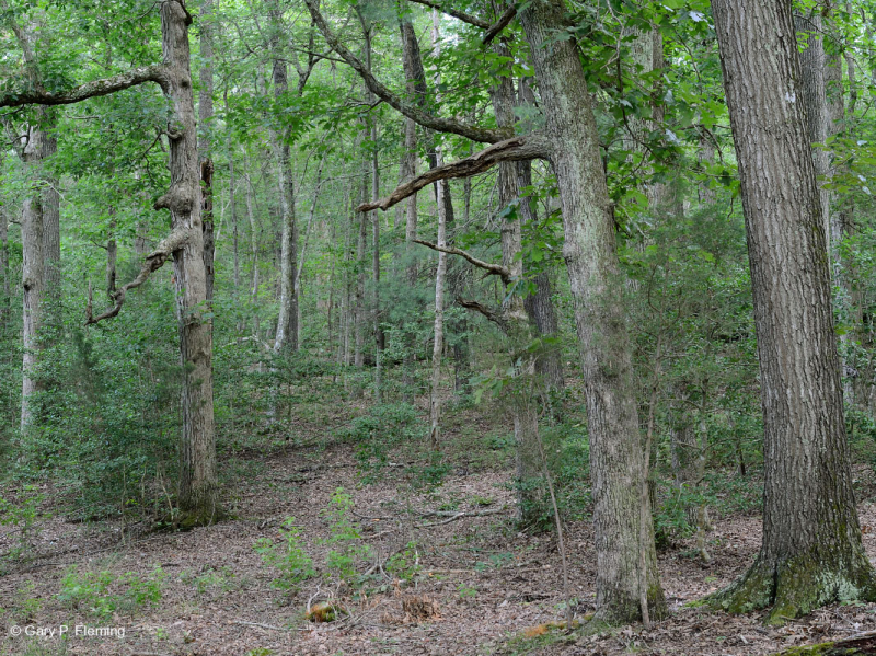 Piedmont Acidic Oak - Rừng Hickory – CEGL008475