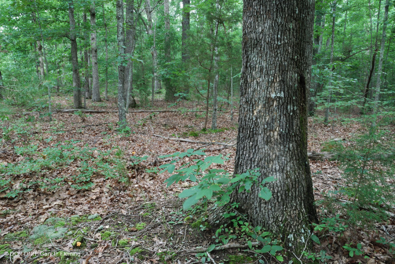 Piedmont Acidic Oak - Rừng Hickory – CEGL008475