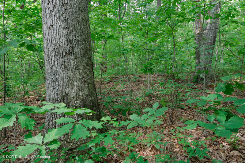 Piedmont Acidic Oak - Rừng Hickory – CEGL008475