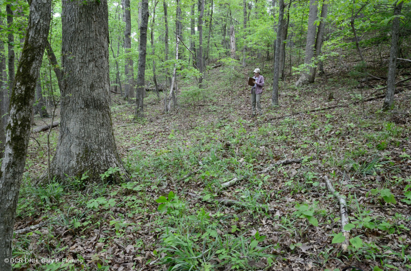 Piedmont Acidic Oak - Rừng Hickory – CEGL008475