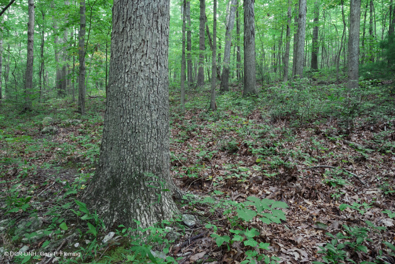 Sồi axit Appalachian Trung tâm - Rừng Hickory – CEGL008515