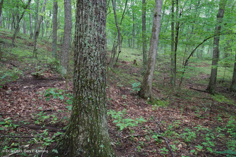 Sồi axit Appalachian Trung tâm - Rừng Hickory – CEGL008515