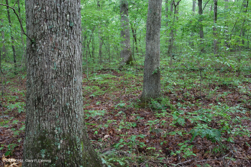 Sồi axit Appalachian Trung tâm - Rừng Hickory – CEGL008515