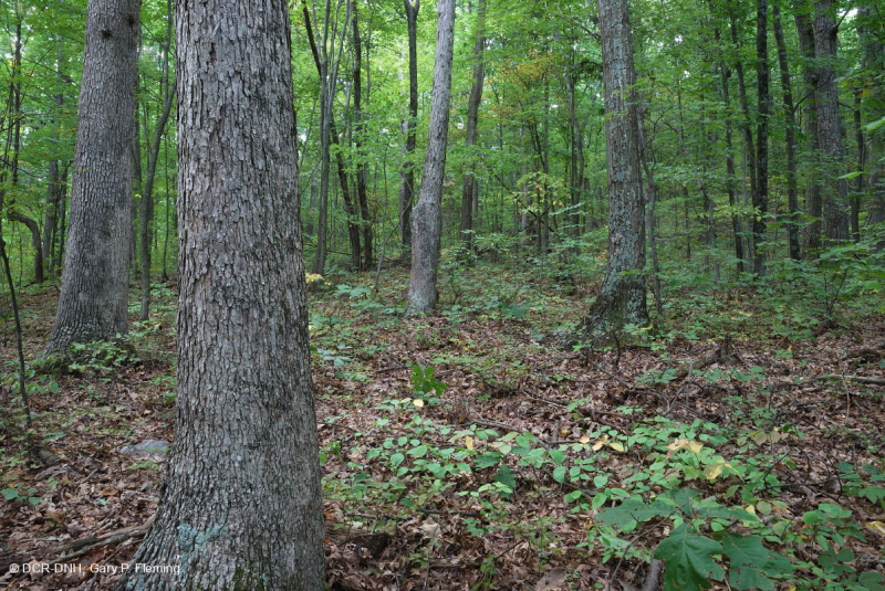 Sồi axit Appalachian Trung tâm - Rừng Hickory – CEGL008515
