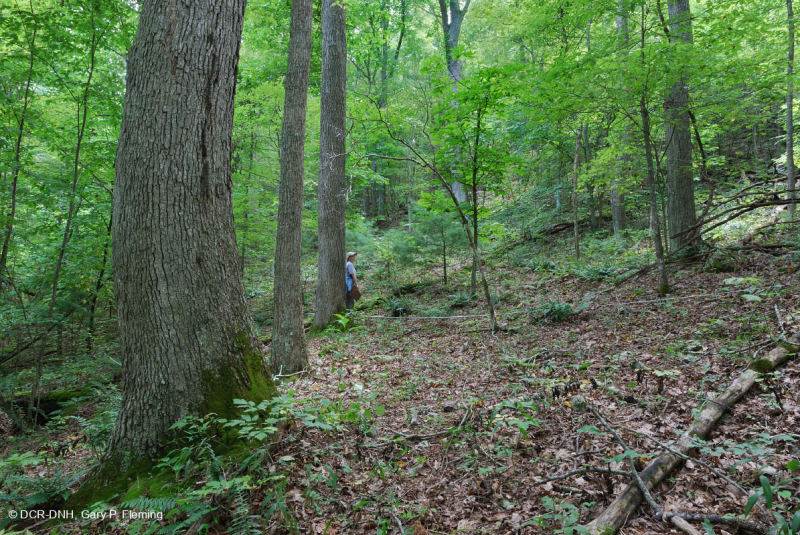 Sồi axit Appalachian Trung tâm - Rừng Hickory – CEGL008515