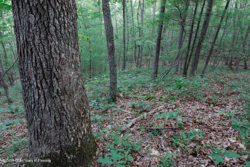 Sồi axit Appalachian Trung tâm - Rừng Hickory – CEGL008515