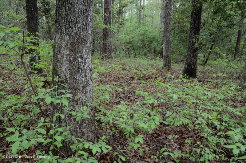 Rừng cây sồi hỗn hợp ven biển/ Rừng thạch nam – CEGL006269