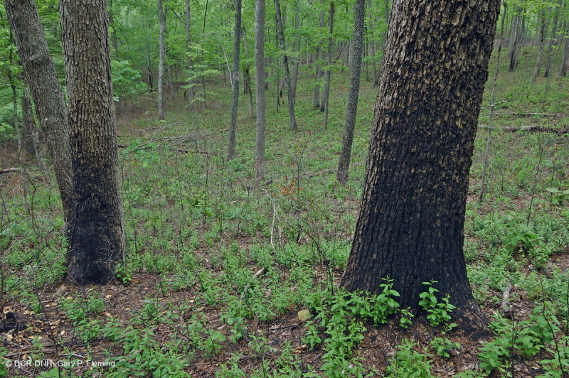 Rừng cây sồi hỗn hợp ven biển/ Rừng thạch nam – CEGL006269