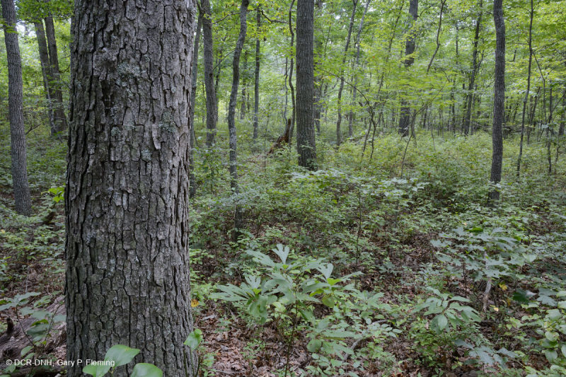 Piedmont / Central Appalachian Mixed Oak / Rừng Heath – CEGL008521