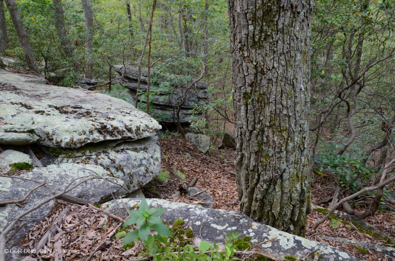 Rừng sồi hạt dẻ Appalachian Trung tâm / Nội Piedmont – CEGL006299